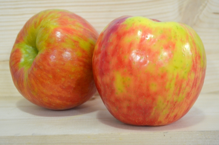 'Honeycrisp ' - Malus domestica from All Seasons Nursery 'Honeycrisp ' - Malus domestica from All Seasons Nursery