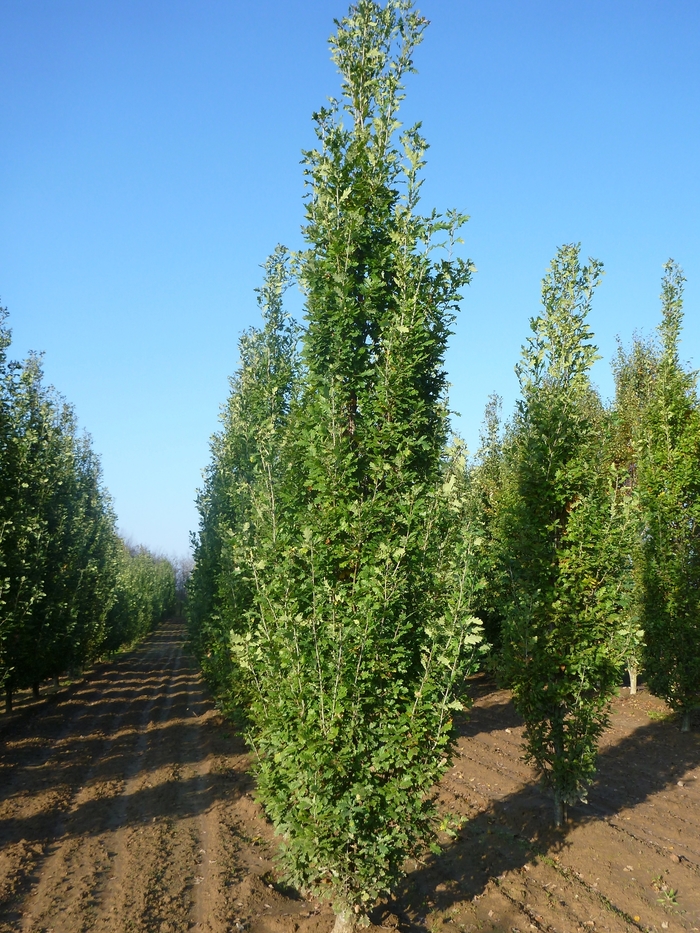Pyramidal English Oak - Quercus robur 'Fastigiata' from All Seasons Nursery Pyramidal English Oak - Quercus robur 'Fastigiata' from All Seasons Nursery