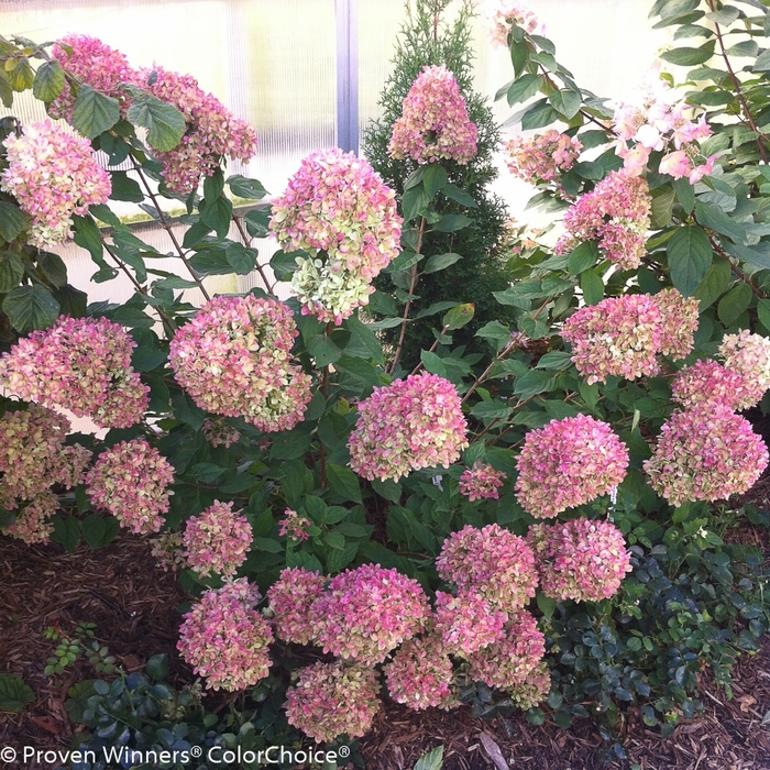 Little Lime® - Hydrangea paniculata from All Seasons Nursery Little Lime® - Hydrangea paniculata from All Seasons Nursery