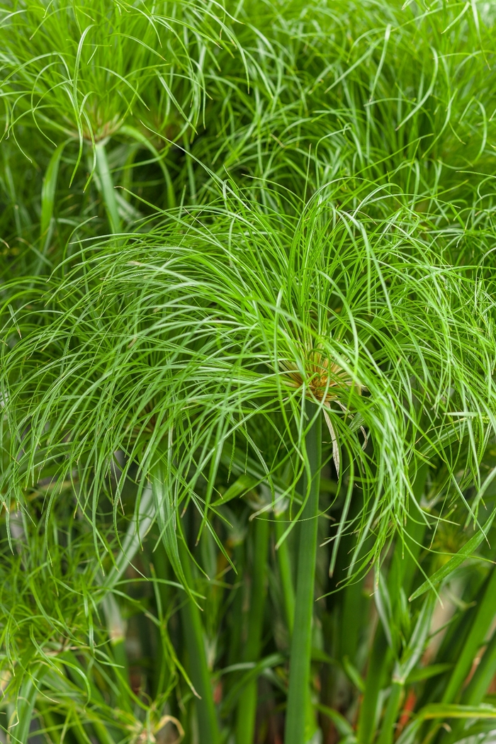 Graceful Grasses® Prince Tut™ - Cyperus papyrus from All Seasons Nursery