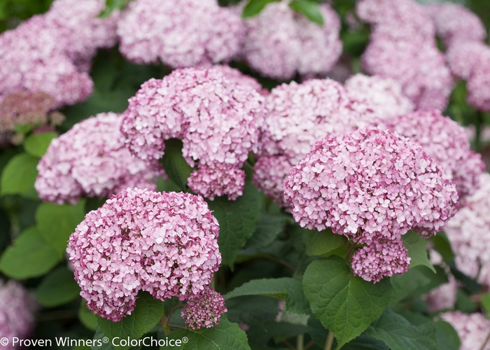 Incrediball® Blush - Hydrangea arborescens from All Seasons Nursery Incrediball® Blush - Hydrangea arborescens from All Seasons Nursery