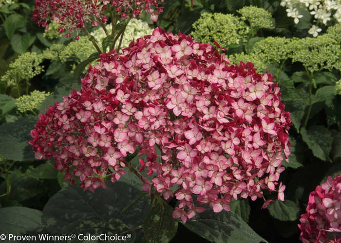 Invincibelle® Ruby - Hydrangea arborescens from All Seasons Nursery Invincibelle® Ruby - Hydrangea arborescens from All Seasons Nursery