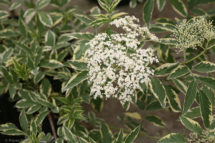 Instant Karma® - Sambucus nigra from All Seasons Nursery Instant Karma® - Sambucus nigra from All Seasons Nursery