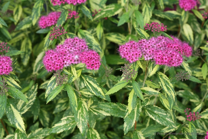 Double Play® Painted Lady® - Spiraea japonica from All Seasons Nursery