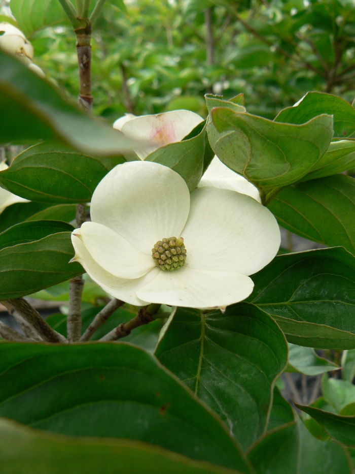 Venus® Chinese Flowering Dogwood - Cornus kousa 'KN30-8' from All Seasons Nursery