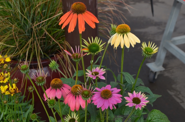 Echinacea - Coneflower - Multiple Varieties from All Seasons Nursery Echinacea - Coneflower - Multiple Varieties from All Seasons Nursery
