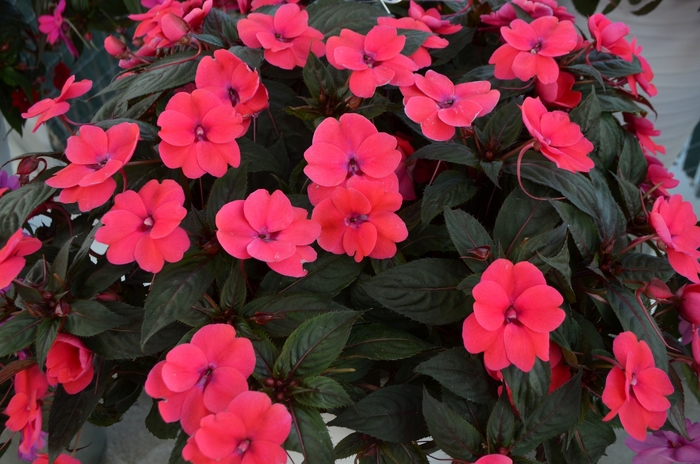 New Guinea Impatien - Impatiens x hawkeri Sunstanding 'Neon Rose' from All Seasons Nursery New Guinea Impatien - Impatiens x hawkeri Sunstanding 'Neon Rose' from All Seasons Nursery