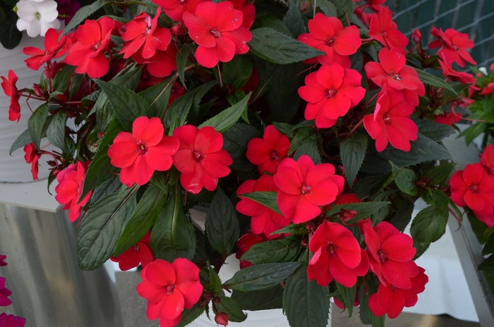 Sunstanding Cherry Red - Impatiens x hawkeri from All Seasons Nursery Sunstanding Cherry Red - Impatiens x hawkeri from All Seasons Nursery