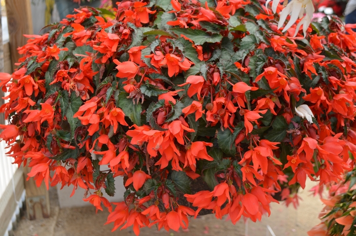 Summerwings® Coral Elegance - Begonia x tuberhybrida from All Seasons Nursery Summerwings® Coral Elegance - Begonia x tuberhybrida from All Seasons Nursery