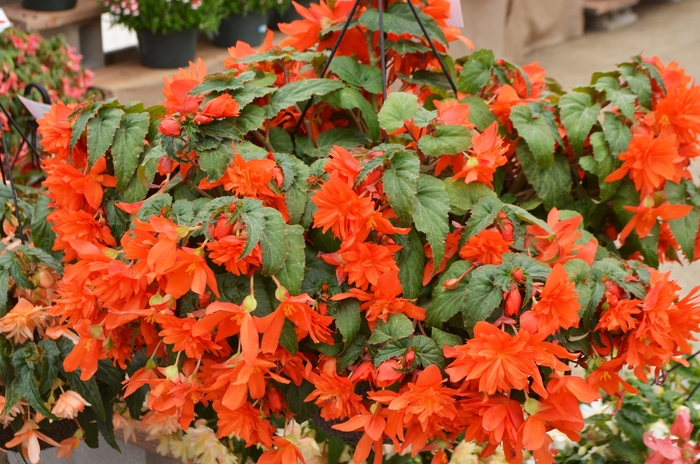 Belleconia™ Hot Orange - Begonia hybrid from All Seasons Nursery Belleconia™ Hot Orange - Begonia hybrid from All Seasons Nursery