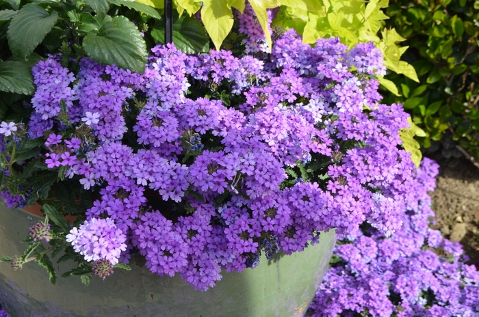 EnduraScape™ Verbena - Verbena 'Blue' from All Seasons Nursery EnduraScape™ Verbena - Verbena 'Blue' from All Seasons Nursery