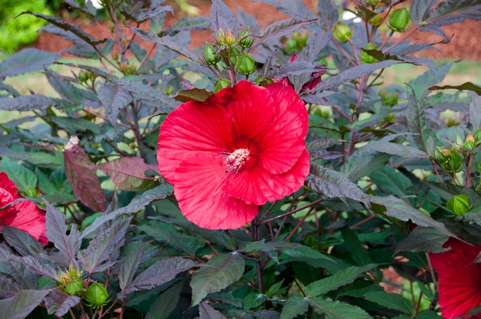 'Midnight Marvel' Rose Mallow - Hibiscus 'Midnight Marvel' from All Seasons Nursery 'Midnight Marvel' Rose Mallow - Hibiscus 'Midnight Marvel' from All Seasons Nursery