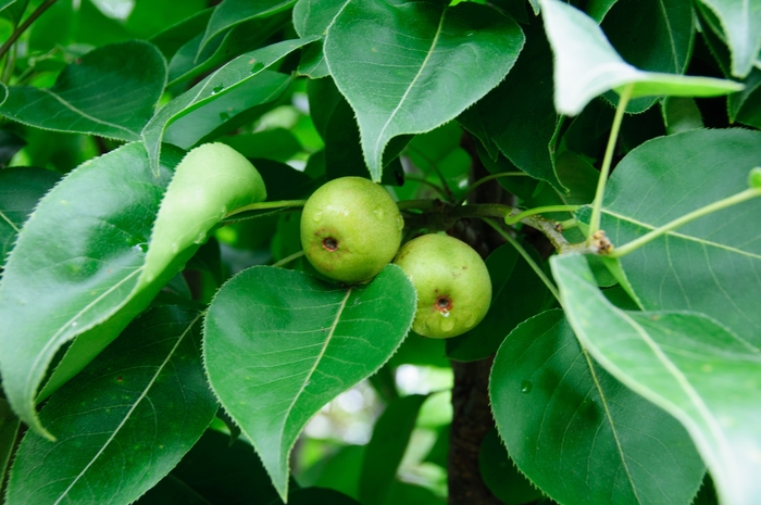 Pear - Pyrus 'Bartlett' from All Seasons Nursery