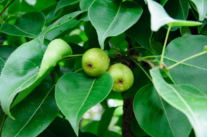 Pear - Pyrus 'Bartlett' from All Seasons Nursery Pear - Pyrus 'Bartlett' from All Seasons Nursery