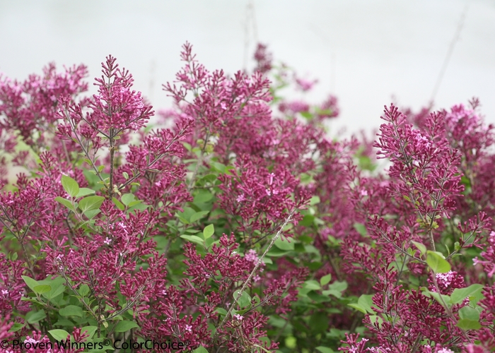 Bloomerang® Dark Purple - Syringa x from All Seasons Nursery Bloomerang® Dark Purple - Syringa x from All Seasons Nursery