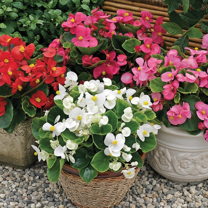 Begonia - Begonia semperflorens ' Bada Bing Mix' from All Seasons Nursery Begonia - Begonia semperflorens ' Bada Bing Mix' from All Seasons Nursery