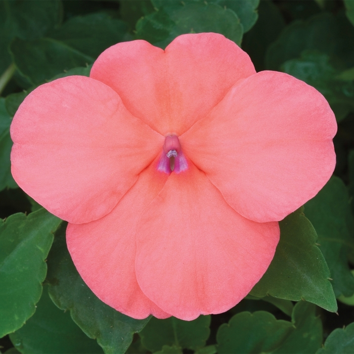 Impatiens - Impatiens Salmon from All Seasons Nursery Impatiens - Impatiens Salmon from All Seasons Nursery