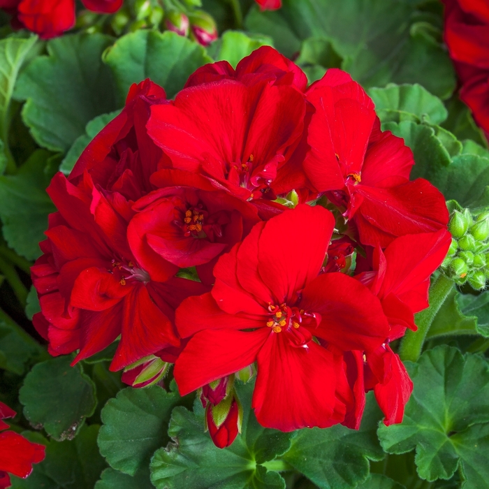Interspecific Geranium - Pelargonium 'Calliope® Medium Red' from All Seasons Nursery