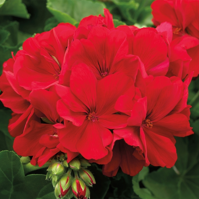 Interspecific Geranium - Pelargonium 'Calliope® Large Dark Red' from All Seasons Nursery