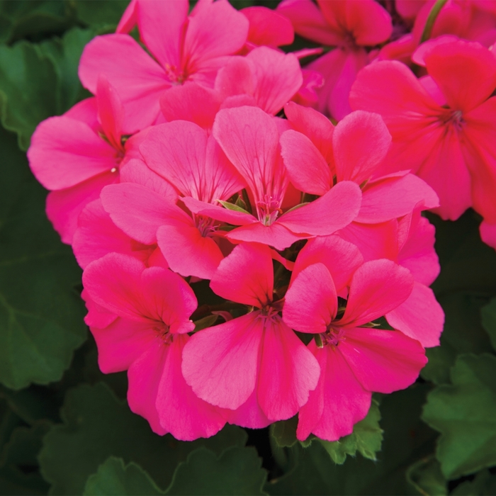 Pelargonium 'Patriot "Tickled Pink" Interspecific Geranium All
