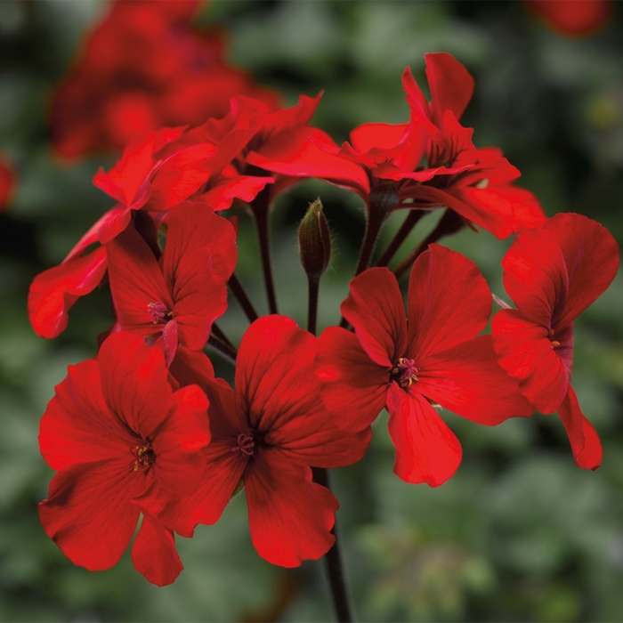 Interspecific Geranium - Pelargonium 'Caliente® Fire' from All Seasons Nursery Interspecific Geranium - Pelargonium 'Caliente® Fire' from All Seasons Nursery
