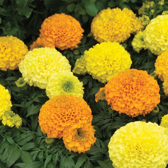Marigold - Tagetes erecta 'Antigua Mix' from All Seasons Nursery Marigold - Tagetes erecta 'Antigua Mix' from All Seasons Nursery