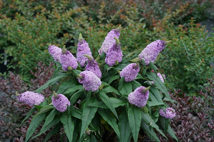 Pugster® Amethyst - Buddleia x from All Seasons Nursery Pugster® Amethyst - Buddleia x from All Seasons Nursery