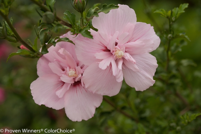 Pink Chiffon® - Hibiscus syriacus from All Seasons Nursery Pink Chiffon® - Hibiscus syriacus from All Seasons Nursery