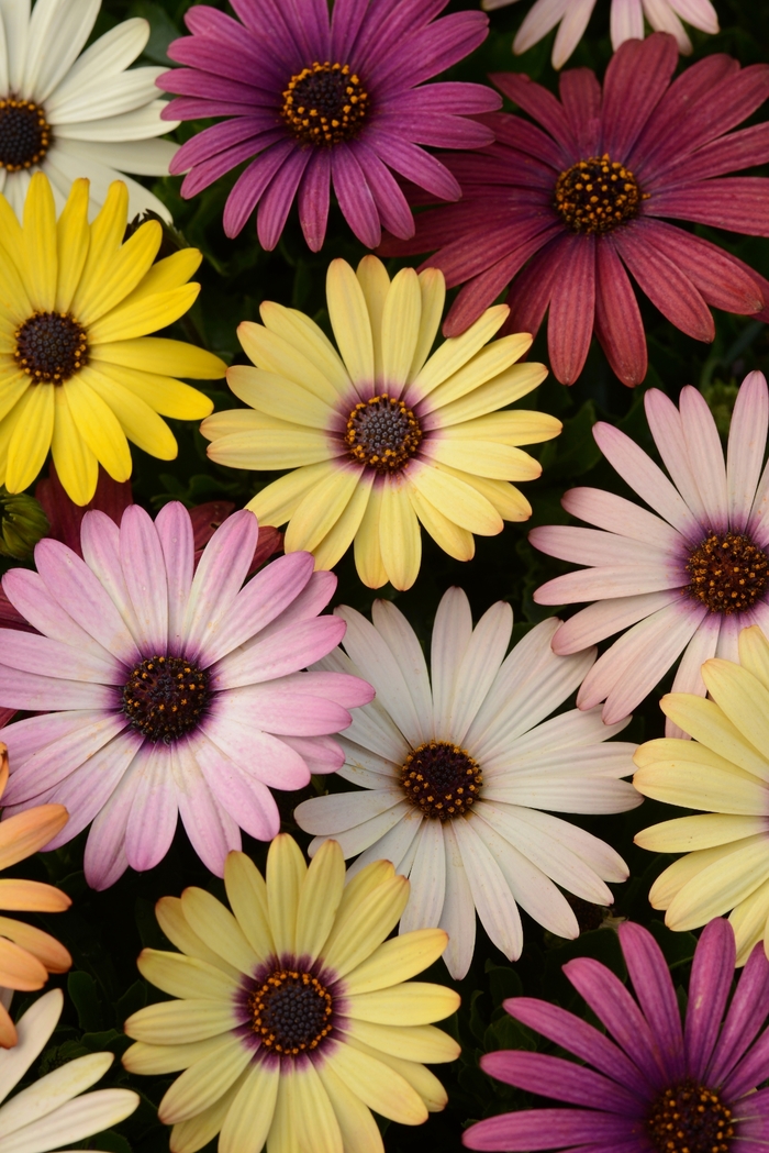 Akila® Grand Canyon Mixture African Daisy - Osteospermum ecklonis from All Seasons Nursery Akila® Grand Canyon Mixture African Daisy - Osteospermum ecklonis from All Seasons Nursery