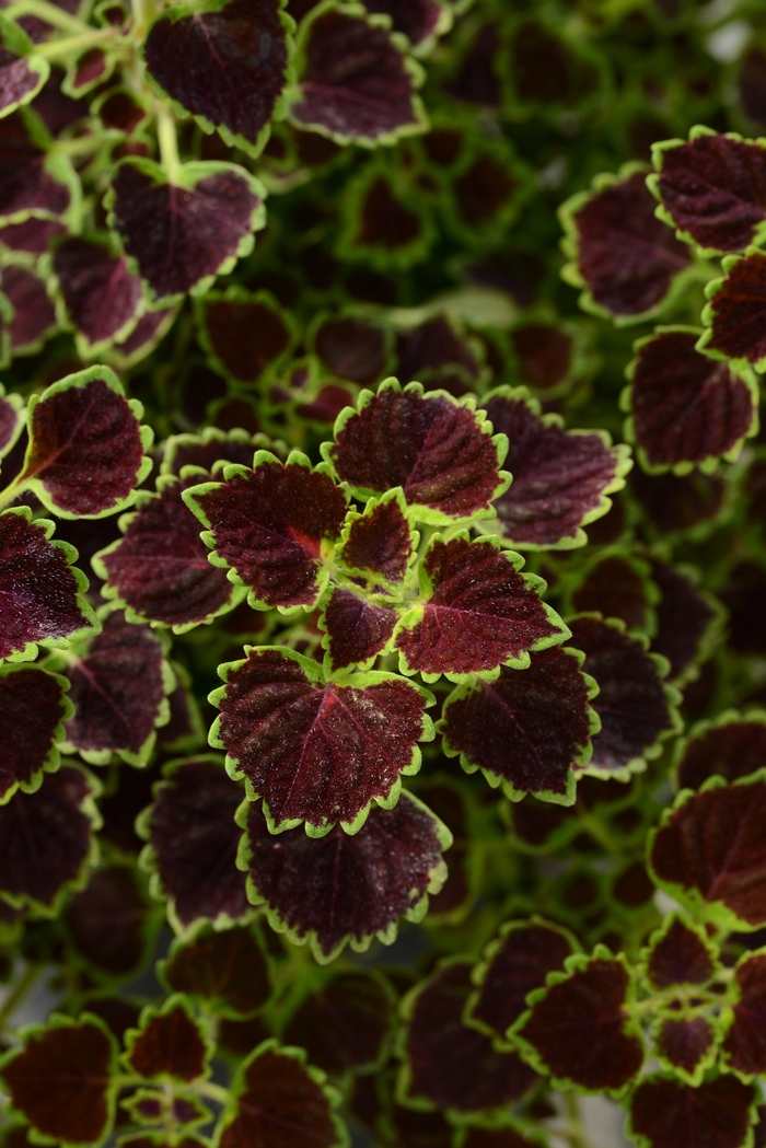 Coleus - Coleus 'Burgundy Wedding Train' from All Seasons Nursery Coleus - Coleus 'Burgundy Wedding Train' from All Seasons Nursery