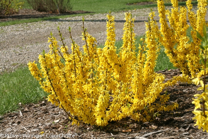 Show Off® Sugar Baby® - Forsythia x from All Seasons Nursery Show Off® Sugar Baby® - Forsythia x from All Seasons Nursery