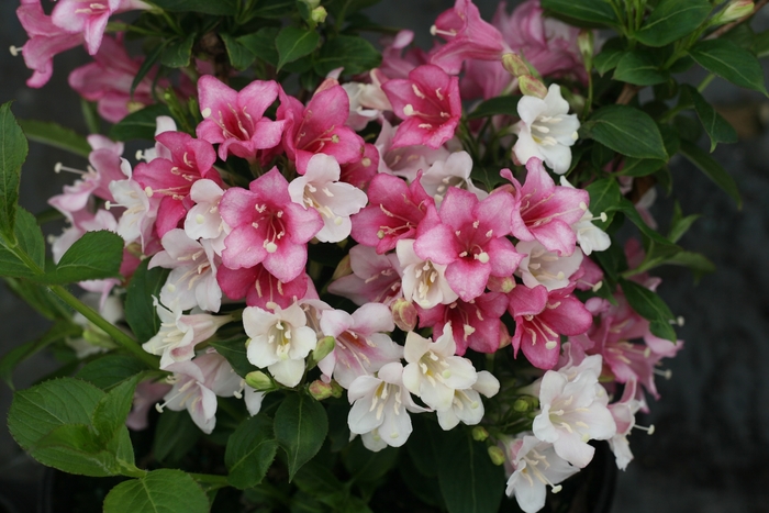 Czechmark Trilogy® - Weigela florida from All Seasons Nursery Czechmark Trilogy® - Weigela florida from All Seasons Nursery