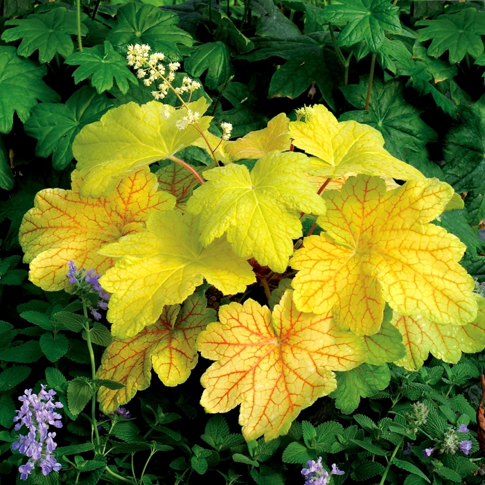 Coral Bells - Heuchera 'Electric Lime' from All Seasons Nursery Coral Bells - Heuchera 'Electric Lime' from All Seasons Nursery