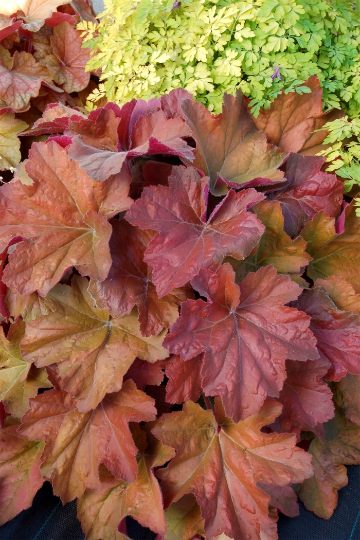 Alum Root - Heuchera 'Souther Comfort' from All Seasons Nursery Alum Root - Heuchera 'Souther Comfort' from All Seasons Nursery