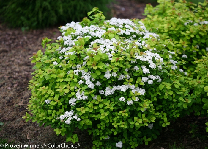 Glow Girl® - Spiraea betulifolia from All Seasons Nursery Glow Girl® - Spiraea betulifolia from All Seasons Nursery