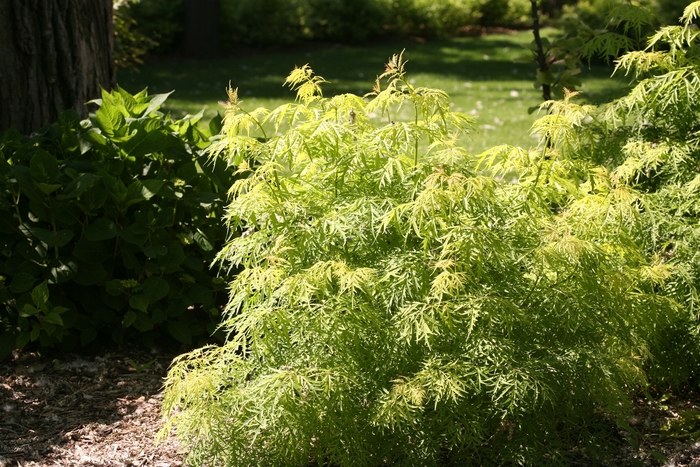 Lemony Lace® - Sambucus racemosa from All Seasons Nursery Lemony Lace® - Sambucus racemosa from All Seasons Nursery