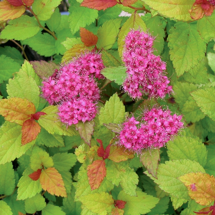 Spirea - Spiraea japonica from All Seasons Nursery Spirea - Spiraea japonica from All Seasons Nursery