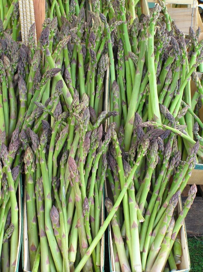 Asparagus - Asparagus officinalis 'Jersey Giant' from All Seasons Nursery Asparagus - Asparagus officinalis 'Jersey Giant' from All Seasons Nursery