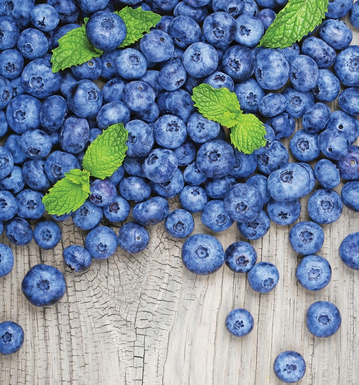 3 in 1 Blueberry - Blueberry from All Seasons Nursery 3 in 1 Blueberry - Blueberry from All Seasons Nursery