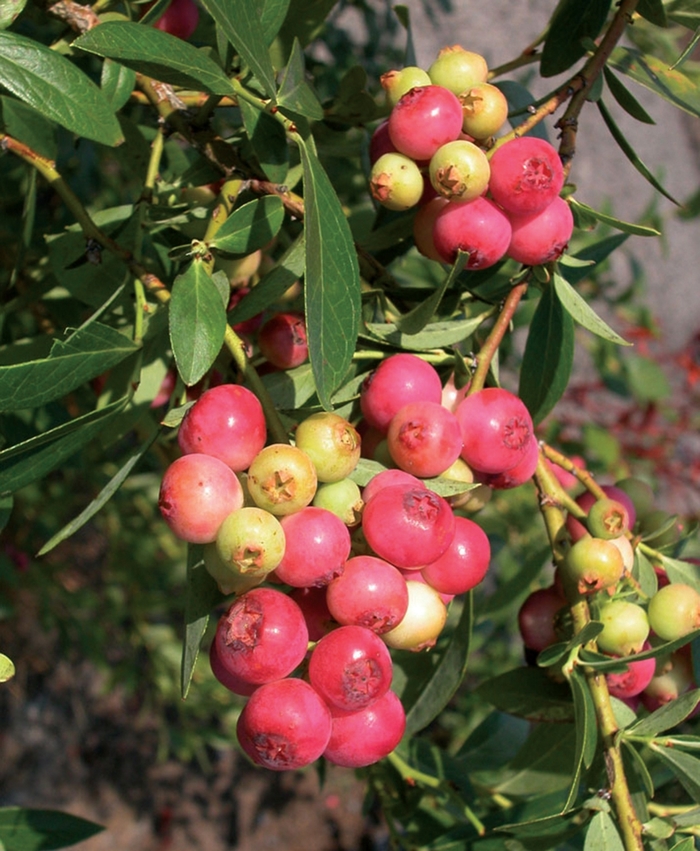 Pink Lemonade Blueberry - Vaccinium angustifolium 'Pink Lemonade' from All Seasons Nursery Pink Lemonade Blueberry - Vaccinium angustifolium 'Pink Lemonade' from All Seasons Nursery