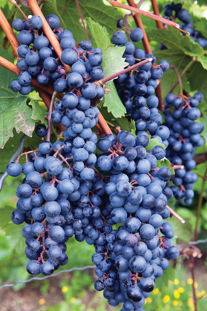 Concord Grape - Vitis labrusca 'Concord' from All Seasons Nursery