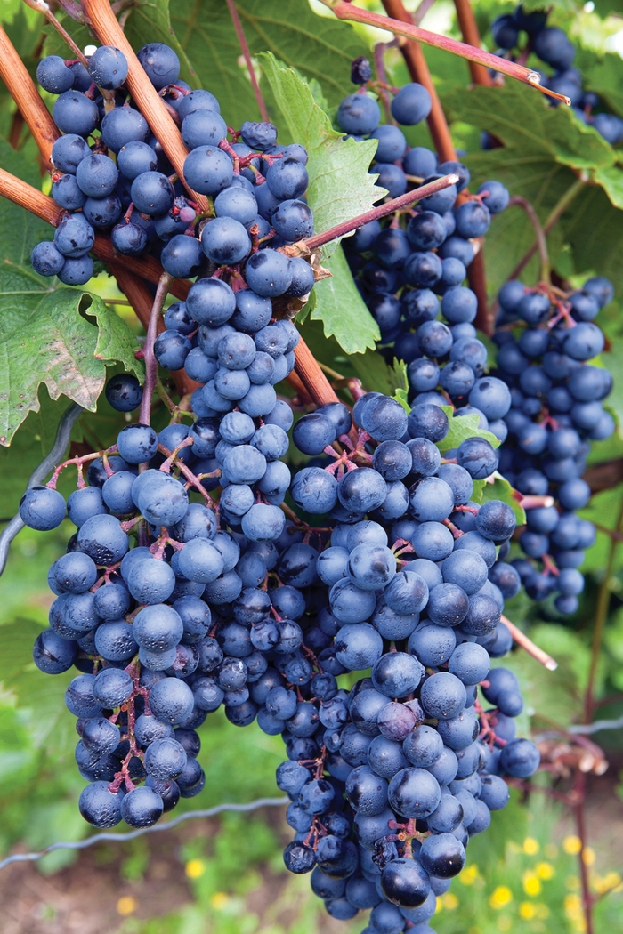 Concord Grape - Vitis labrusca 'Concord' from All Seasons Nursery Concord Grape - Vitis labrusca 'Concord' from All Seasons Nursery