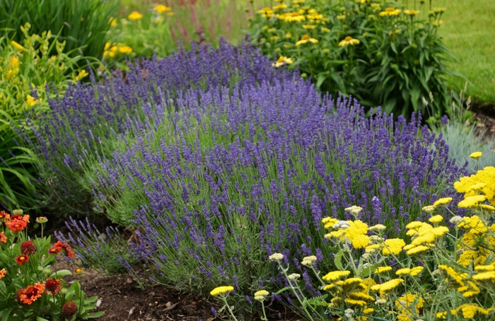 English Lavender - Lavandula angustifolia 'Hidcote Blue' from All Seasons Nursery English Lavender - Lavandula angustifolia 'Hidcote Blue' from All Seasons Nursery