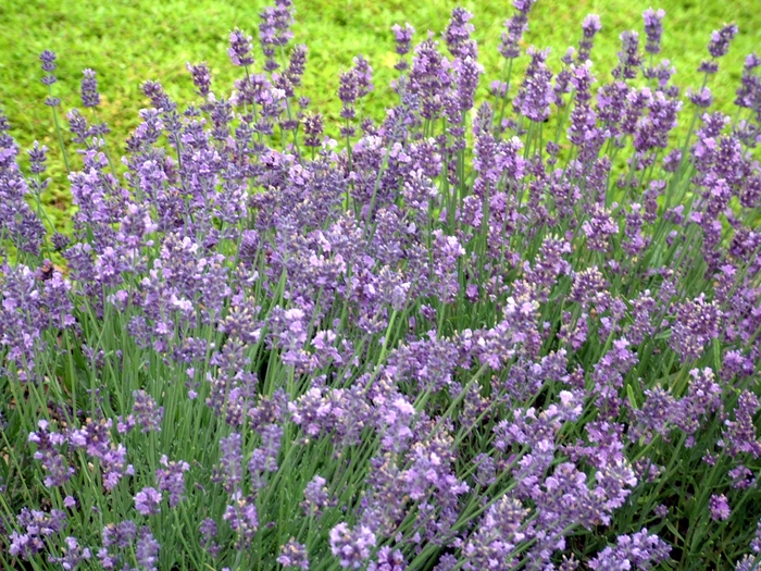  Munstead Lavender - Lavandula angustifolia from All Seasons Nursery