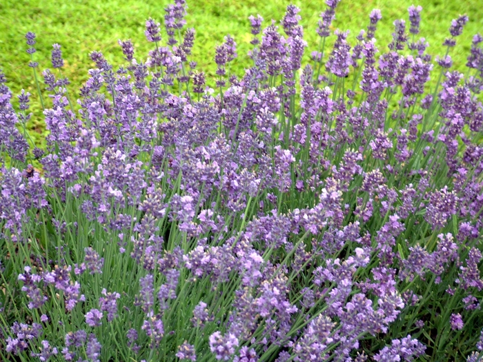 Munstead Lavender - Lavandula angustifolia from All Seasons Nursery Munstead Lavender - Lavandula angustifolia from All Seasons Nursery