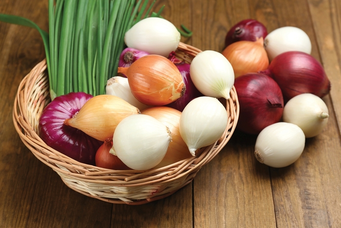 Onions - Allium Multiple Varieties from All Seasons Nursery