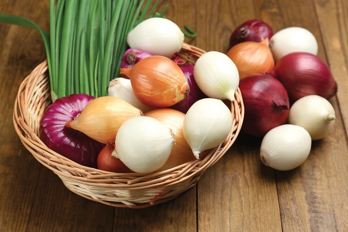 Onions - Allium Multiple Varieties from All Seasons Nursery Onions - Allium Multiple Varieties from All Seasons Nursery