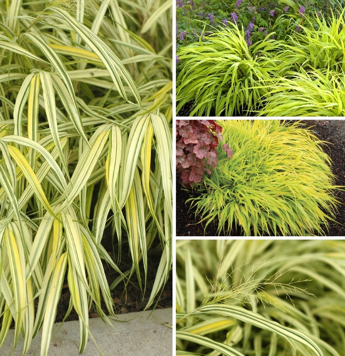 Japanese Forest Grass - Ask about available varieties from All Seasons Nursery Japanese Forest Grass - Ask about available varieties from All Seasons Nursery