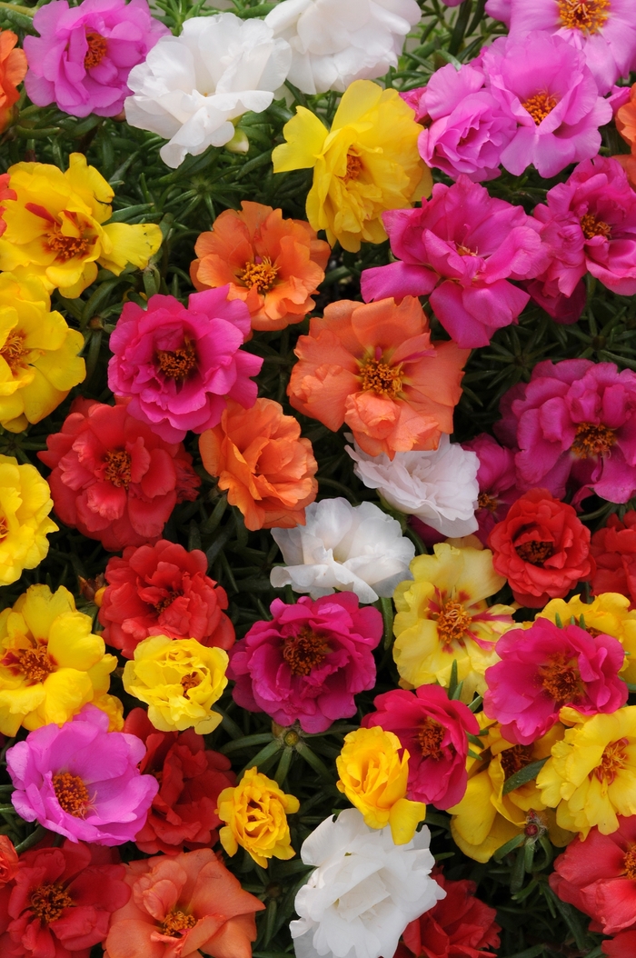 Portulaca - Portulaca 'Happy Hour Mix' from All Seasons Nursery Portulaca - Portulaca 'Happy Hour Mix' from All Seasons Nursery