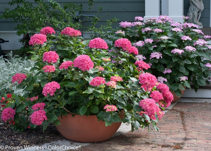 Cityline® Paris - Hydrangea macrophylla from All Seasons Nursery Cityline® Paris - Hydrangea macrophylla from All Seasons Nursery